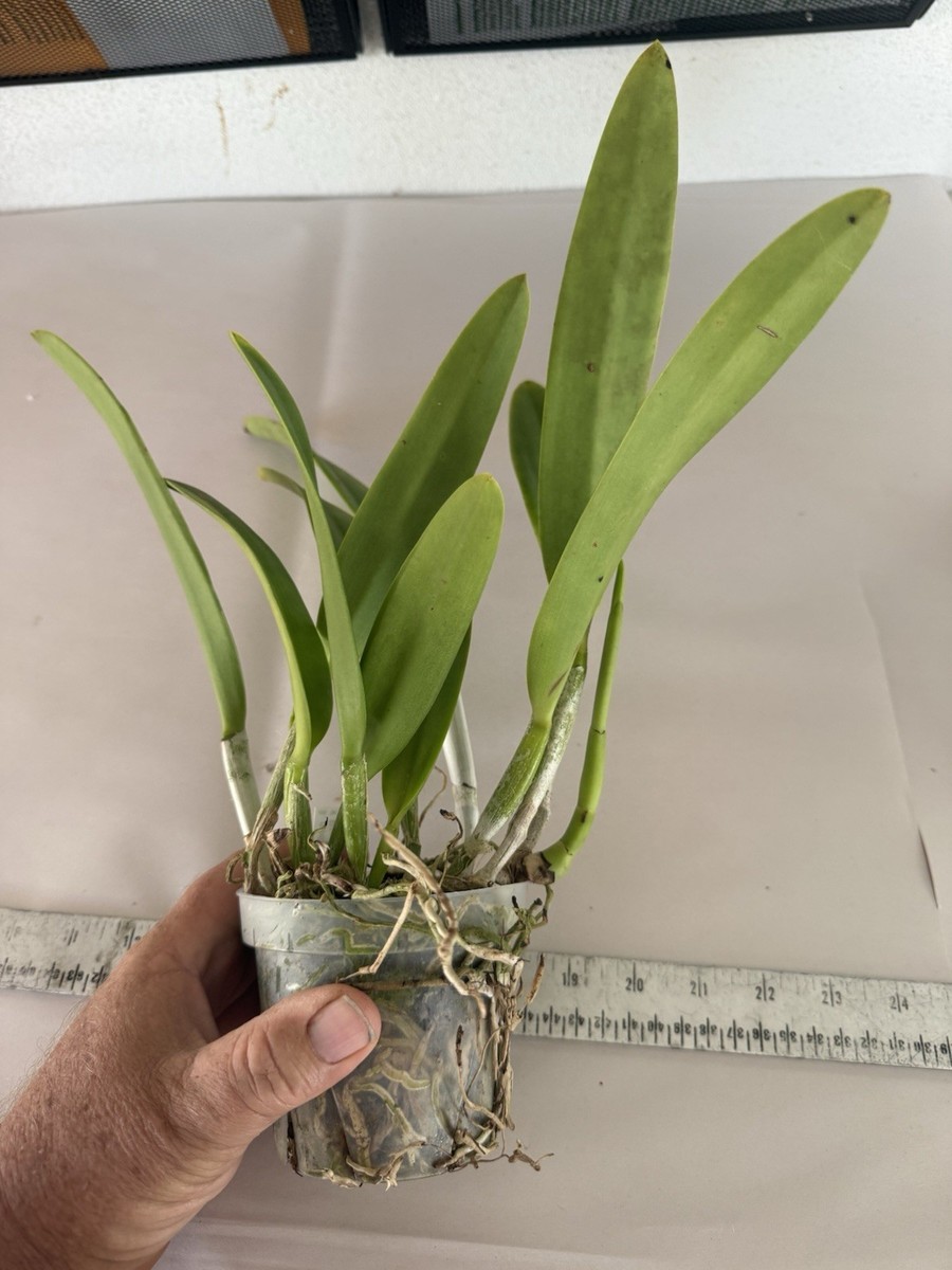 Brassavola nodosa x RIc. Hsinying Anna Orchid plant Blooming Size