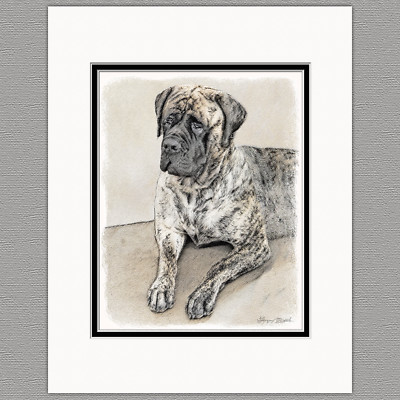 English Mastiff Dog Original Art Print 8x10 Matted to 11x14