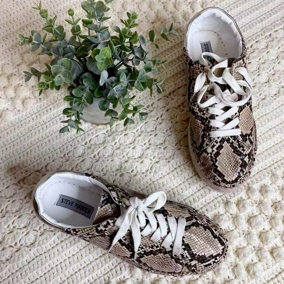 Possession Sneaker Steve Madden Snakeskin Tennis Shoes Women's