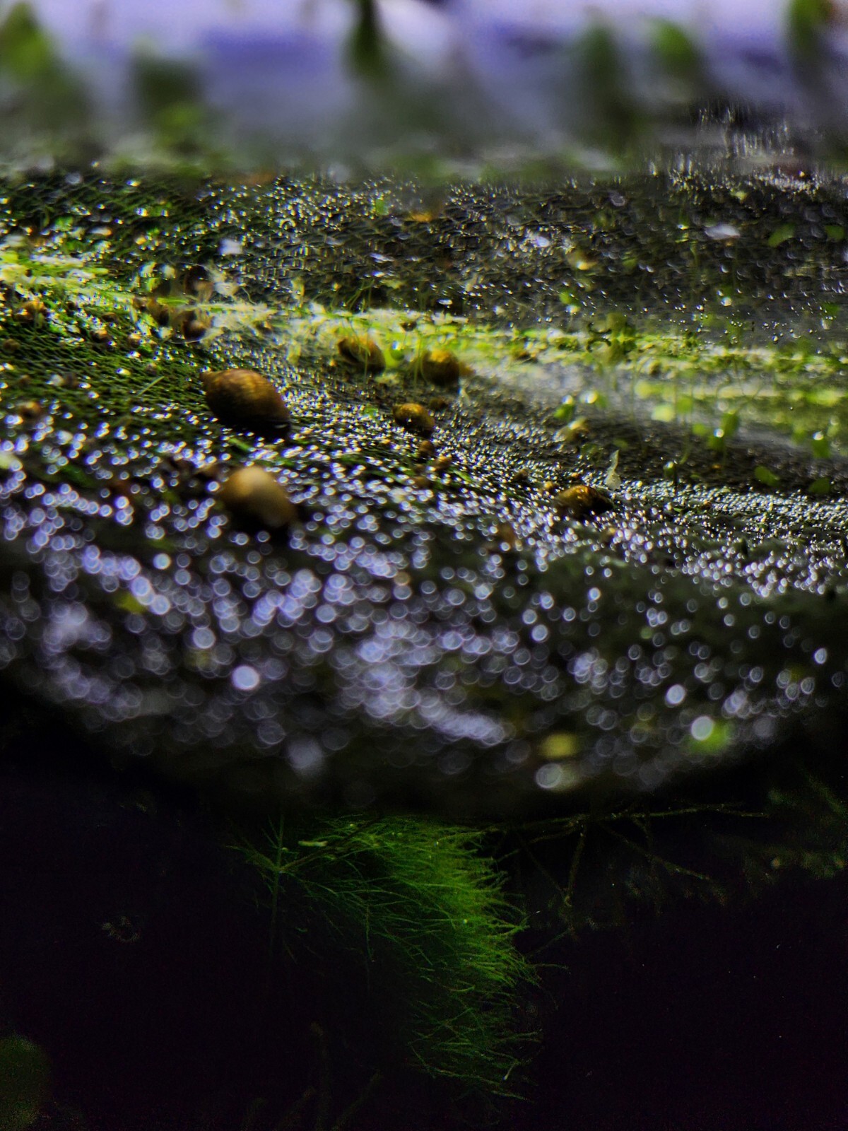 30+ Live Bladder Snails Aquarium Snails Pond Pea Puffer Food Physella