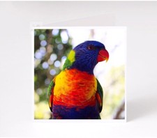 Rainbow Lorikeet Cards, Animal Greeting Cards Blank Inside, Handmade, Bird