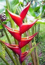 HELICONIA KAWAUCHI LIVE TROPICAL RHIZOME EXOTIC PLANT