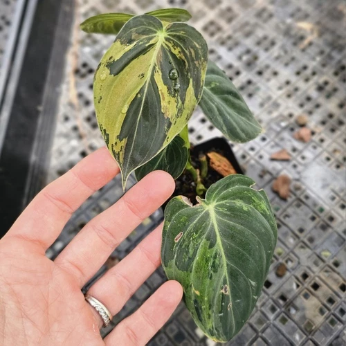 Philodendron Melanochrysum, Exact Plant Variegated Ships Nationwide