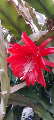 Epiphyllum Ackermanni - Junge Pflanze
