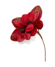 Selección de árbol de magnolia roja Holiday Lane de 14′′