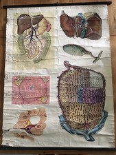 German Duetsches Hygiene-Museum Large Liver Internal Organ Wall Hanging Poster
