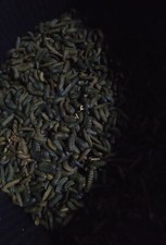 Black Soldier Fly Larvae PREPUPAE