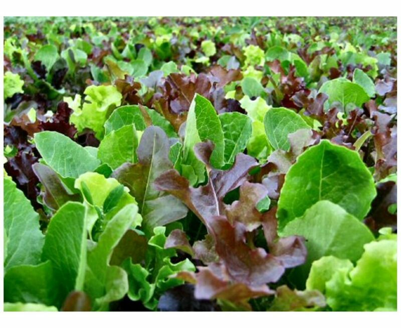 SEED TAPE LETTUCE BABY MIXED LEAF MESCLUN MIX 6M (3X2M) ~ APPROX 540 SEEDS