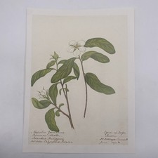 Vintage Medlar White Flower Art Book Print Lithograph Unframed