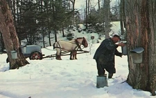 Postcard Syrup Collecting 