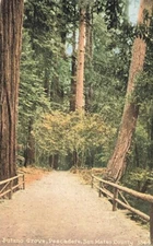 Postcard Butano Grove Pescadero San Mateo County California CA DB