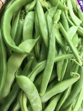 Kentucky Wonder Green Bean (White) Seeds Organic Non GMO 1/2# + USA, Free Ship