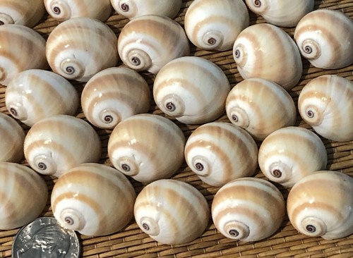 25 PEQUEÑOS CAPARAZONES MARINOS OJOS DE TIBURÓN NÁUTICA MEDIANOS - ARTESANÍA O CANGREJO ERMITAÑO - Imagen 1 de 6