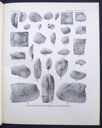USGS MISSISSIPPIAN and PENNSYLVANIAN PELECYPODS, AMSDEN Formation ...