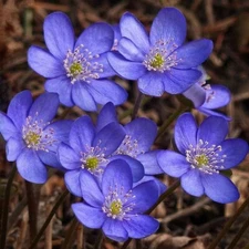 Hepatica (Anemone hepatica) | Bare-root