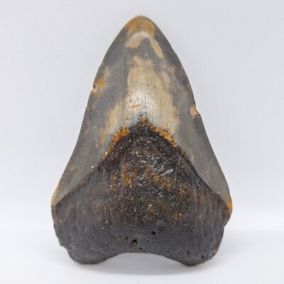 Otodus Megalodon Zahn