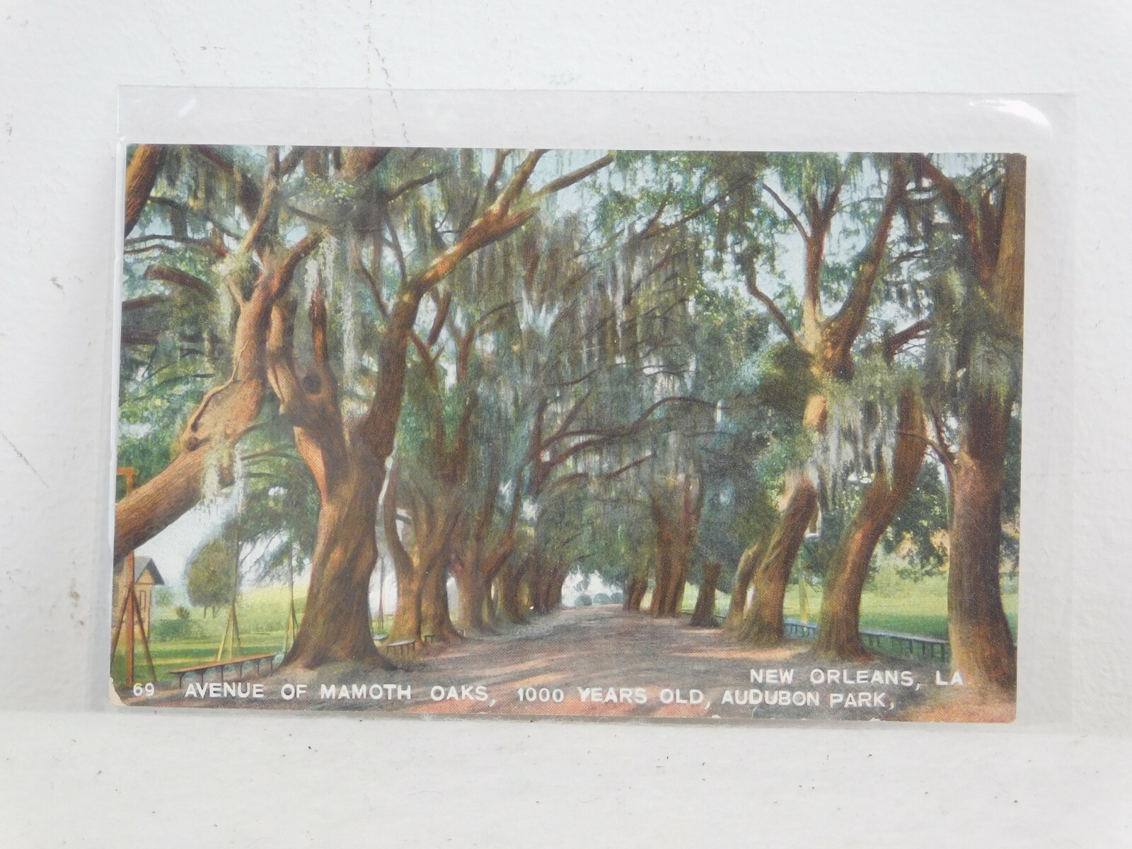 Lot of 8 New Orleans, LA Suicide Oaks Postcards, Pakenham, Audubon Park