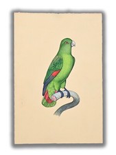 Red-Bellied Macaw Bird Handmade Miniature Painting 9 X 6 in 