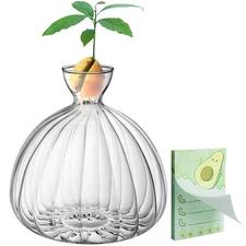 Avocado Seed Starter Vase,Thickened Striped Avocado Seed Sprout Glass Container,