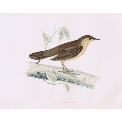 VÖGEL Savi's Warbler - handkolorierter antiker Druck 1891 von Rev FO Morris