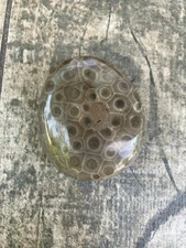 3.3oz Beautiful Full Polished Petoskey Stone Fossil Lake Michigan Coral Dark Eye