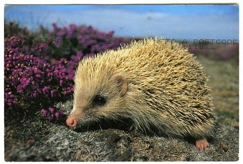 AK Blonderney Igel postalisch gebraucht