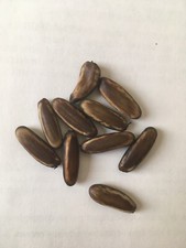 10 graines de Flamboyants à planter ou percer bio sans OGM ni hybridation