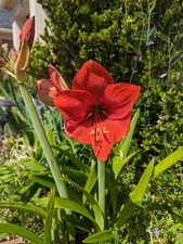 Lot of 3 Tubers Roots Bulbs Beautiful Red Amaryllis Perennial Plant Flowers