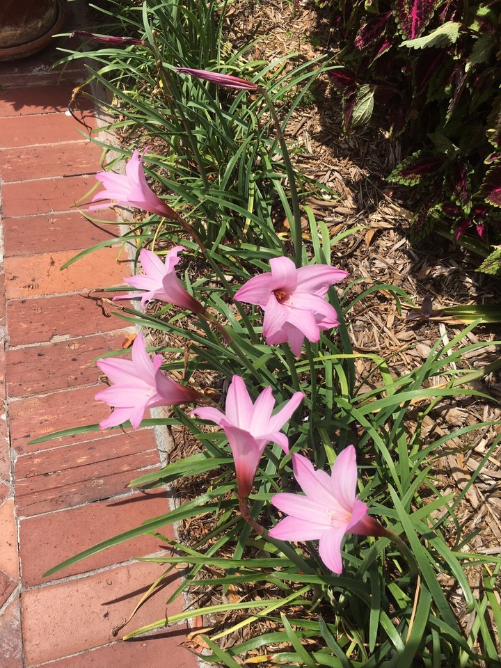 Zephyranthes Fadjar Pink Lot 102 Bulbs Rain Lilies Fairy Lily Atamasco