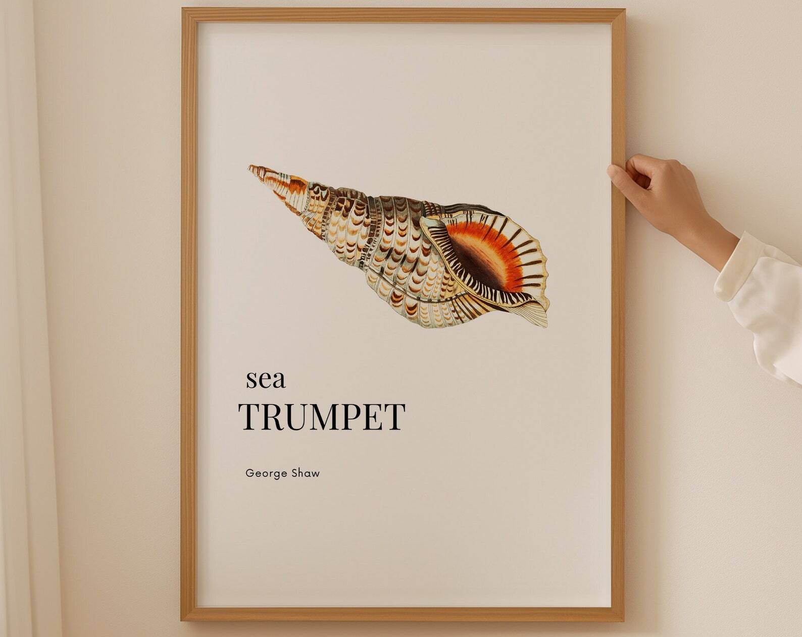 Trumpet Sea Shell Poster Nautical Wall Art Minimalist Home Decor Vintage Art