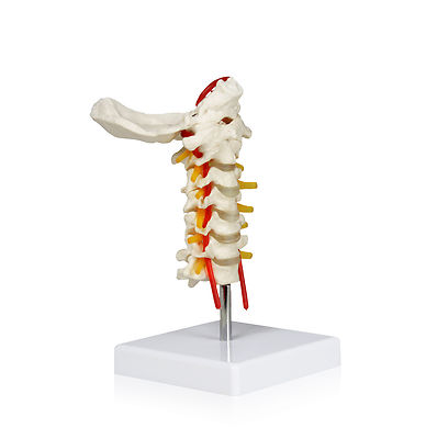 Parco Scientific PB00052 Cervical Spine with Nerves& Arteries|Life-size