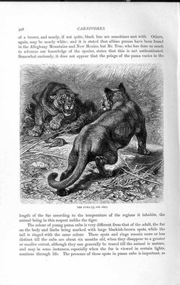 Original alter antiker Druck Naturkunde 1893-94 Fleischfresser Puma Katze Tier