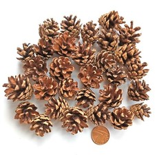Mini Small Real Pine Fir Cones Art Floral Craft Wedding Christmas Decoration