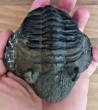 drotops megalomanicus