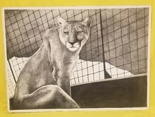 Beautiful Lioness 100% Hand-drawn 30"X42" 