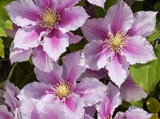 20 SEEDS Pink Violet CLEMATIS rare flower exotic vine bush plant USA Seller