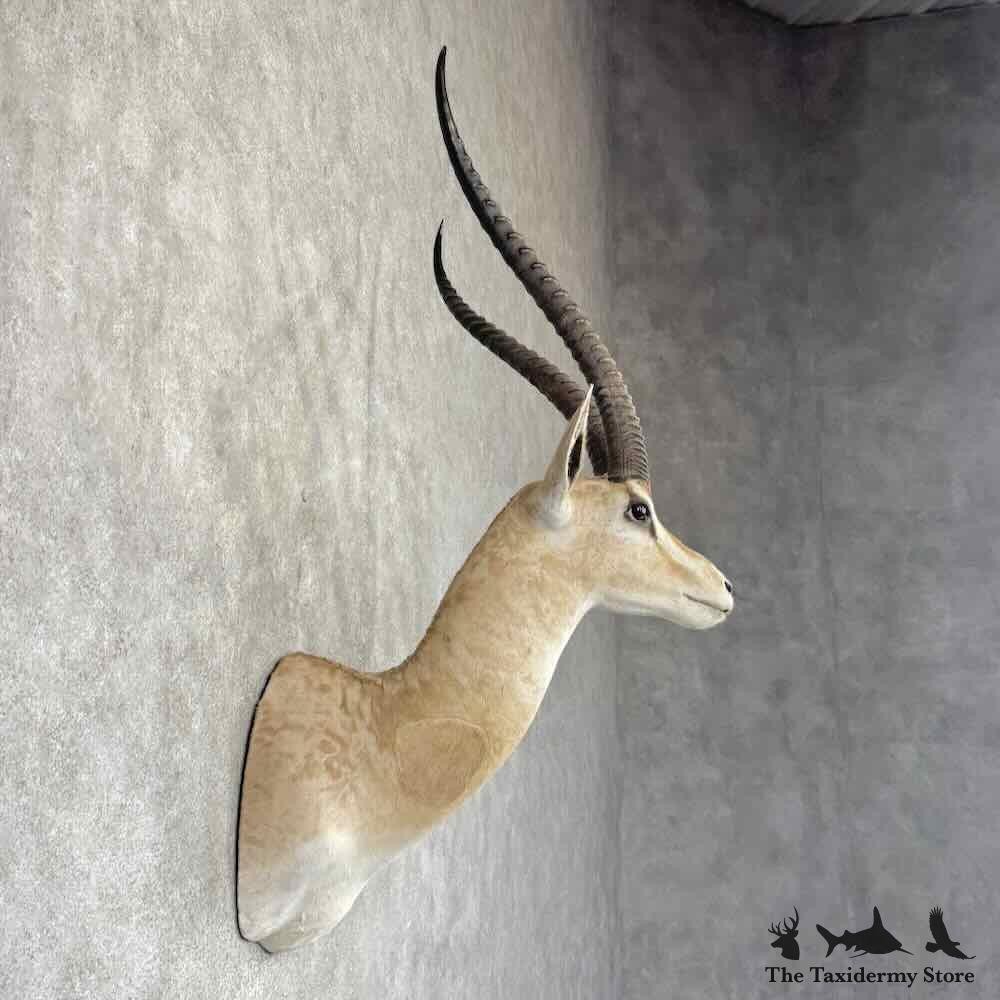 グランドガゼルの剥製（シォルダーマウント） 31897 E | African Southern Grant's Gazelle Taxidermy Shoulder