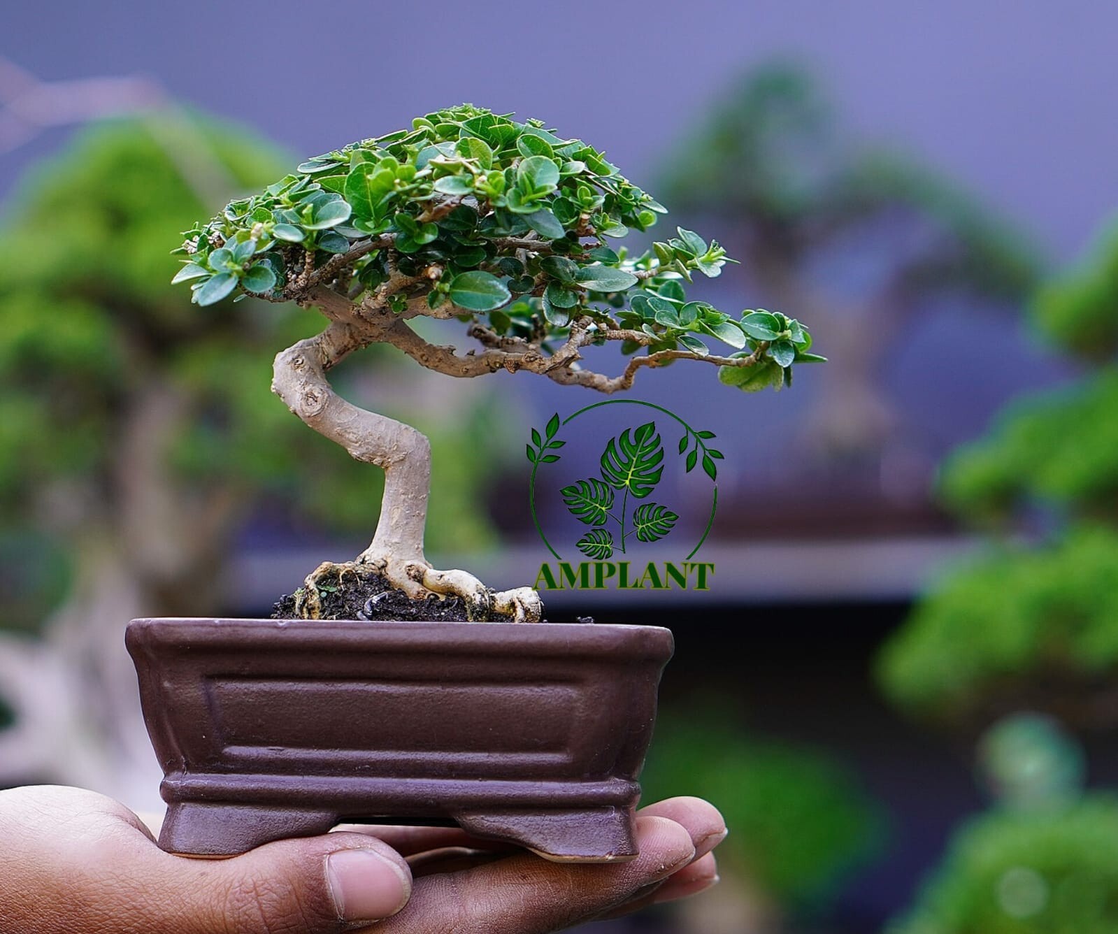 (Imagen real) Bonsai Sancang Premna Microphylla || Árbol bonsai + Fitosanitar gratis