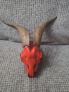 Taxidermy Painted Goat Ram Sheep Skull Horns Mount Unique Oddity Decor Goth