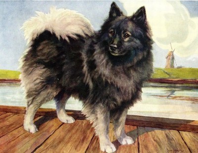 1930s Vintage Keeshond Print Keeshond Wall Art Decor Nina Langley Art 6482t