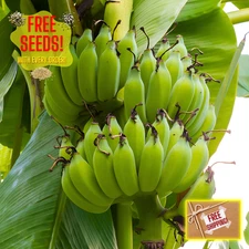 Fresh Sweet Golden Banana Seeds | 10 Seeds | Heirloom Non-GMO | Fruit Seeds