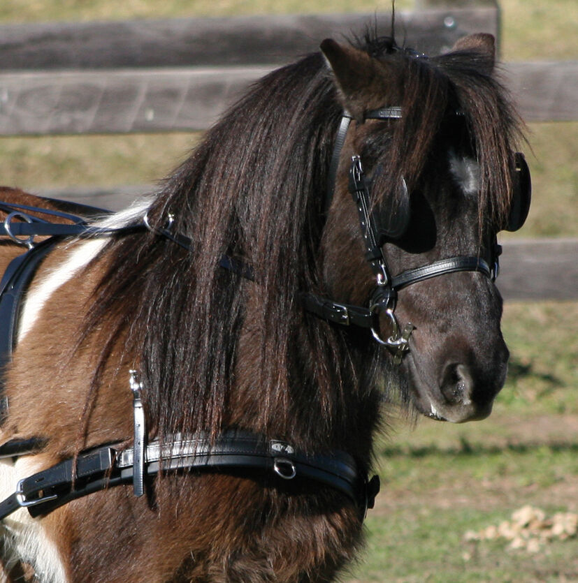 Zilco Classic Pair Horse Driving Harness, Horse Size, Black and Brown -  5644-4 - GOOD APPLE EQUINE