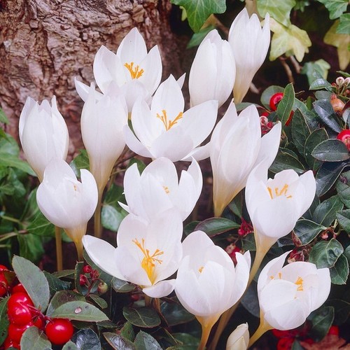 PICK & MIX PREMIUM Botanical CROCUS Spring BULBS RHS BLACK FRIDAY BEE LOVE - Picture 41 of 45