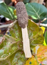 Black Sage Palo Santo Stick