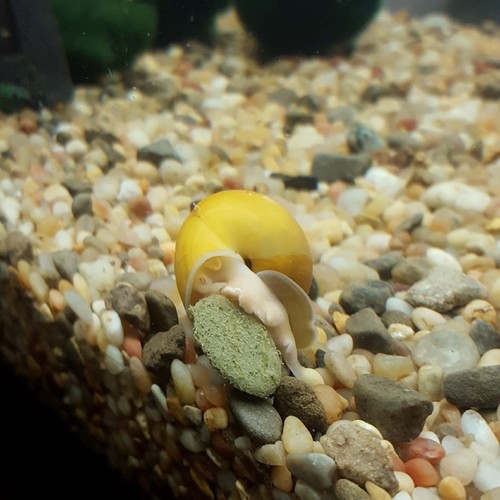 2.5-lbs Sinking Wafers of Spirulina, Algae Plecos, Shrimp, Snails Zeigler Bag - Picture 4 of 8