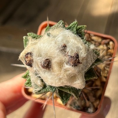 A9-461 Cactus bravoanus, VM288, El Nunez, grafted
