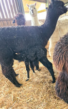Alpaca Blanket 100% for spinning or felting 1kg black