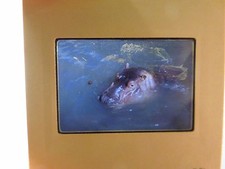 Vintage Lot of 30 plus Slides of a Zoo in Germany Related Pictures Photographs