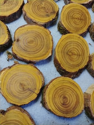 (22 pc)  2''  × 1/2'' Osage Orange Live Edge Wood Rounds Cookies  Bois D'arc