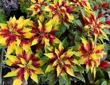 150 TRICOLOR AMARANTHUS PERFECTA Summer Poinsettia Amaranth Flower Seeds *CombSH